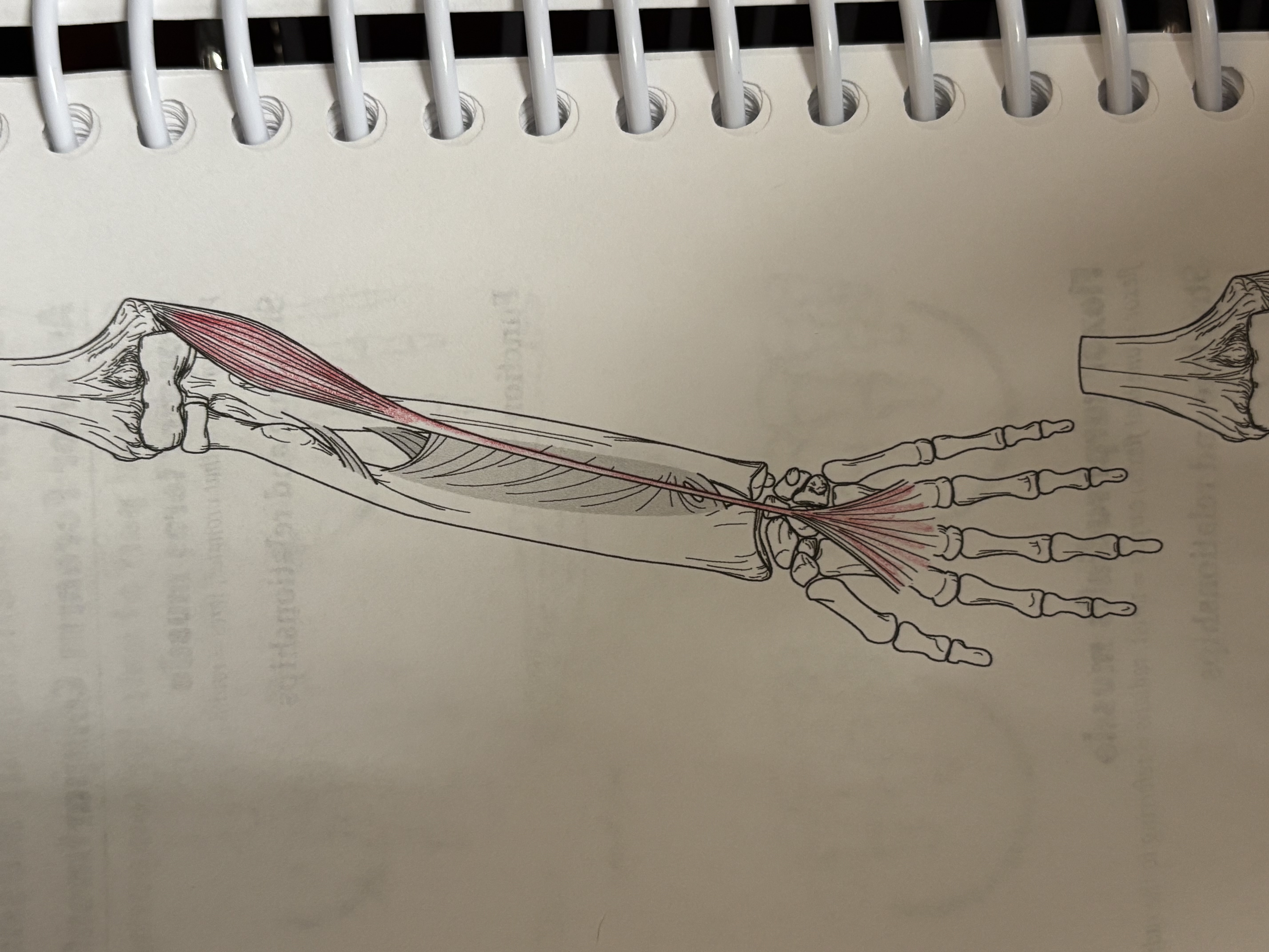 <p>What muscle is this</p>