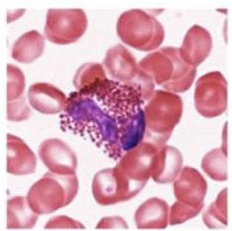<p>Blood cell type</p>