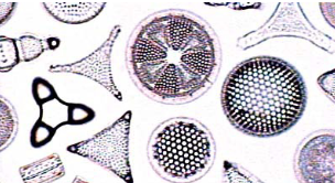 <ul><li><p>capable of photosynthesis</p></li></ul><p></p>