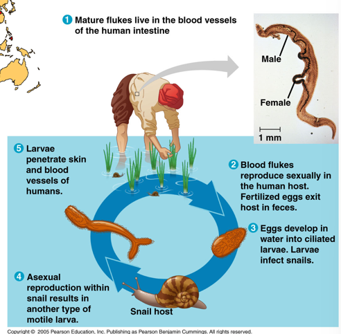 <ol><li><p>Mature flukes live in the blood vessels of the human intestine</p></li><li><p>Blood flukes reproduce sexually in the human host. Fertilized eggs exit host in feces</p></li><li><p>Eggs develop in water into ciliated larvae. Larvae infect snails</p></li><li><p>Asexual reproduction within snail results in another type of motile larva</p></li><li><p>Larvae penetrate skin and blood vessel of human</p></li></ol>