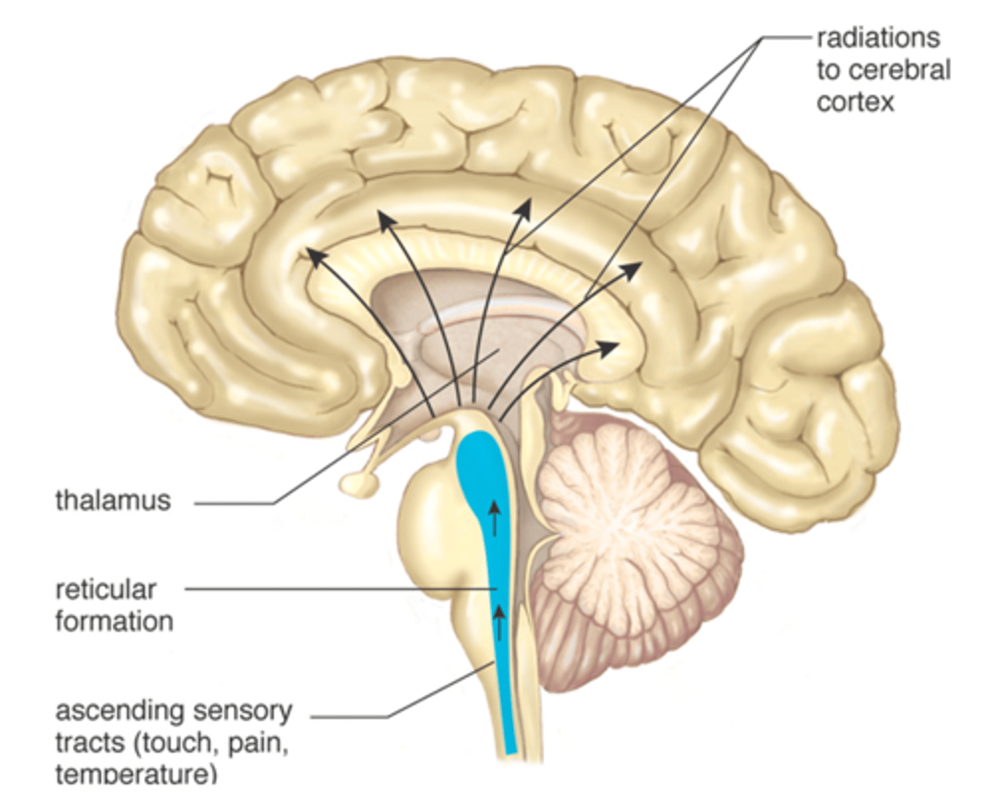 <p>-complex network of approx. 100 tiny nuclei that occupy central core of brain stem from posterior of myelencephalon to anterior of midbrain</p><p>-role in arousal, sleep, attention, movement, maintenance of muscle tone, and various reflexes</p>