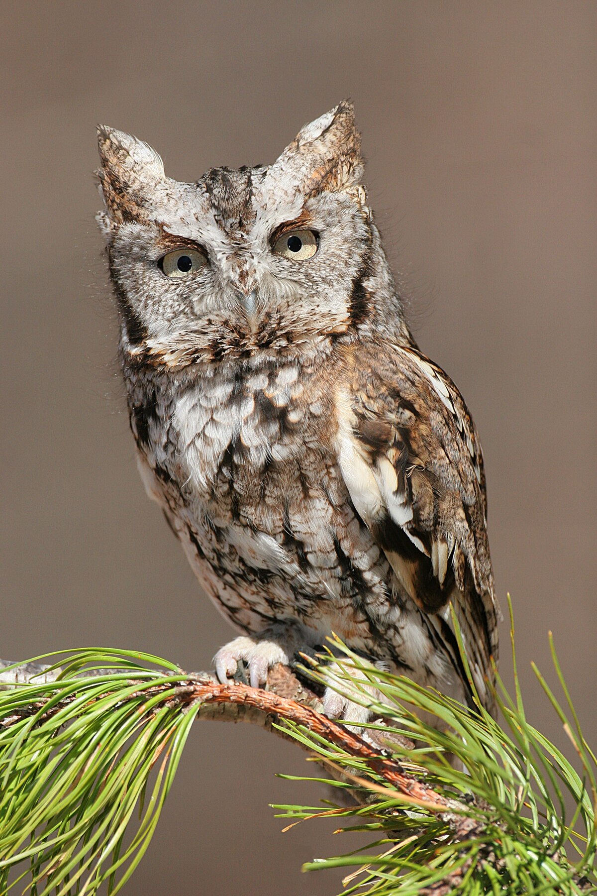 knowt flashcard image