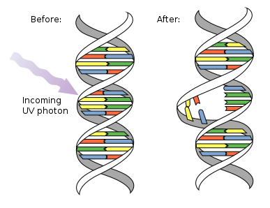 <p>Mutagenic agents</p>