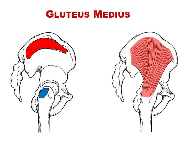 <p>Insertion of Gluteus Medius</p>