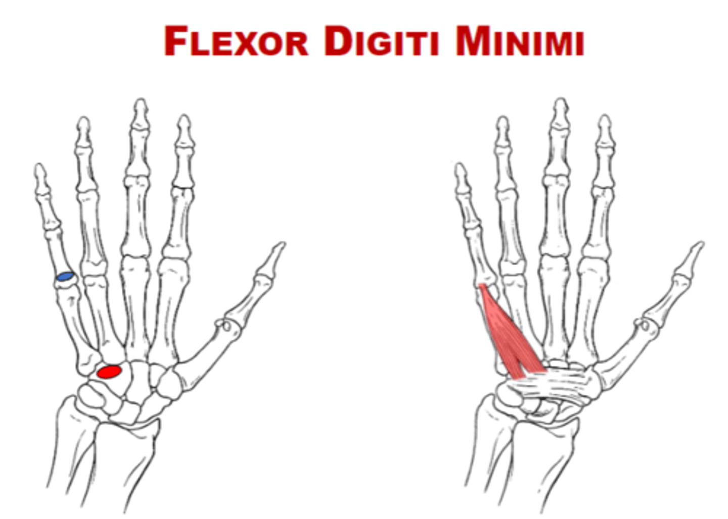 <p>ulnar</p>