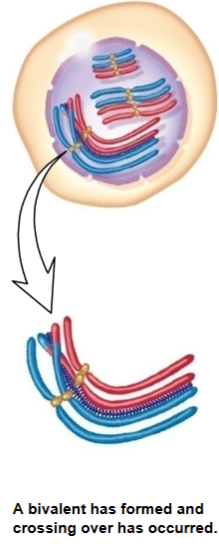 What stage of prophase of meiosis I is this? 