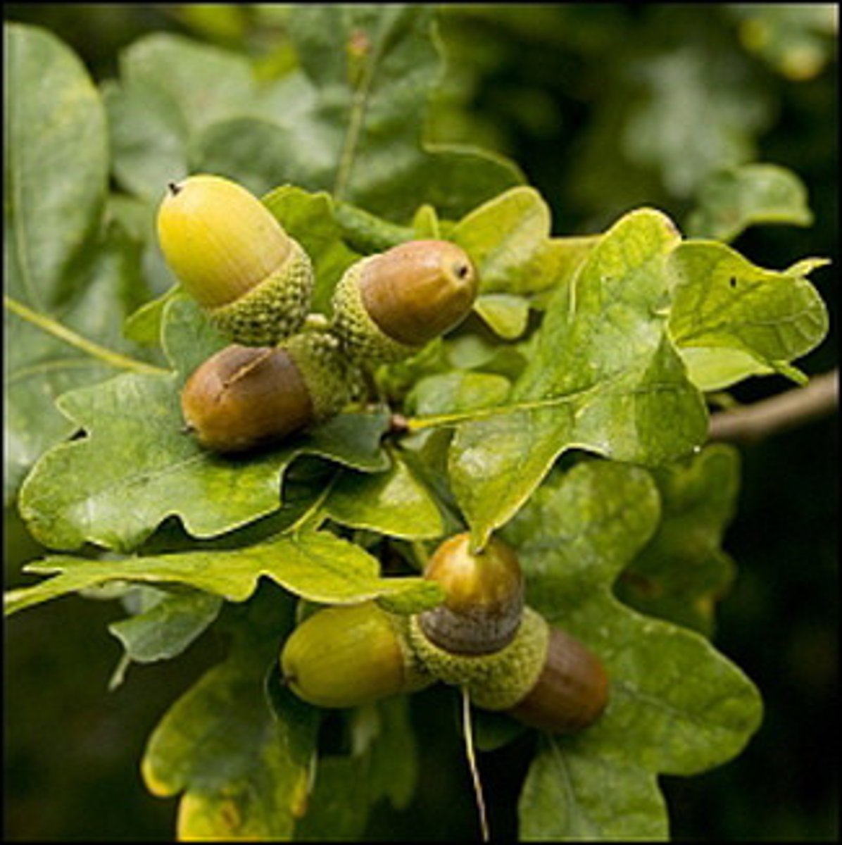 <p>not opening to release seeds; not splitting open to release the seeds when ripe</p>
