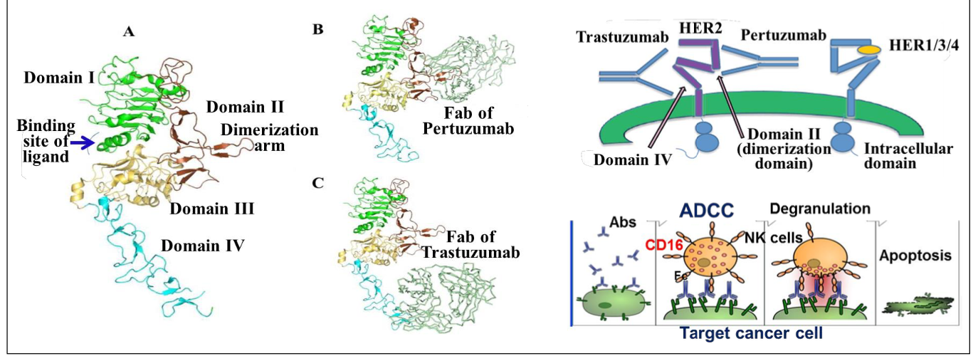 <p>What is the major clinical uses of trastuzumab?</p>