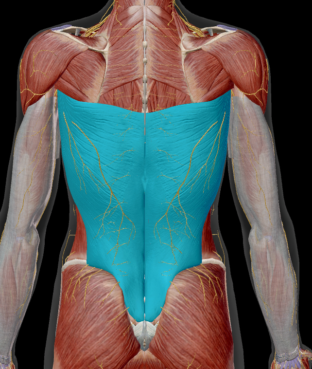<p>name the muscle + action</p>