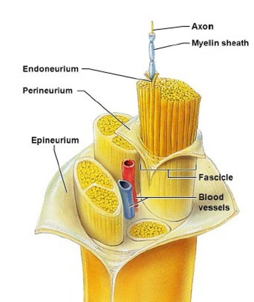 <p>- epi: outer covering of the nerve</p><p>- peri: covering of the nerve fascicle</p><p>- endo: protective cover of individual nerve fibers</p>
