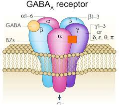 <p>What are muscle relaxants enhancing effects of GABA via interaction with GABAa receptors?</p>