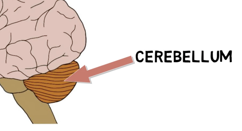 <p>the cerebellum functions:</p>