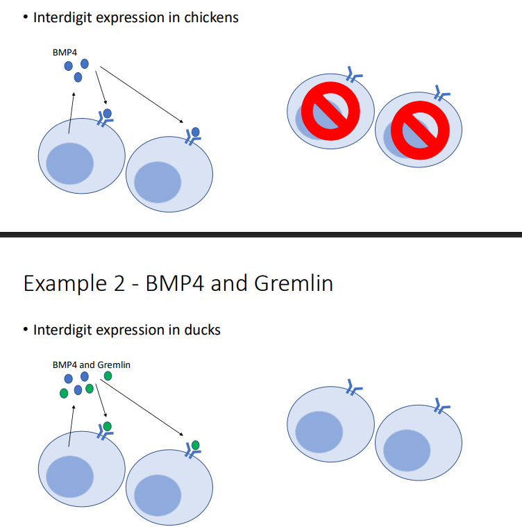 <ul><li><p>Differences in expression of two cell signaling proteins ○ BMP4- cells undergo apoptosis and die ○ Gremlin- inhibits the function of BMP4 and allows cell to survive</p><ul><li><p>Interdigit expression in chicken and ducks</p></li></ul></li></ul><p></p>