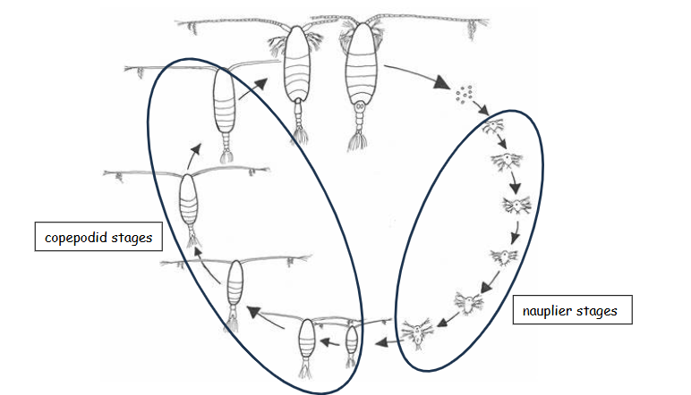 <p>what is the copepod life stages </p>