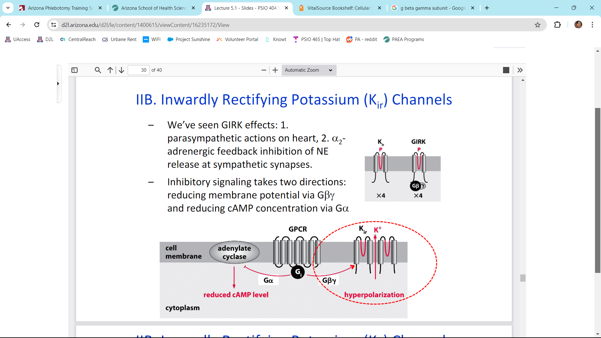 <p>GIRKs exhibit parasympathetic actions on the heart</p>