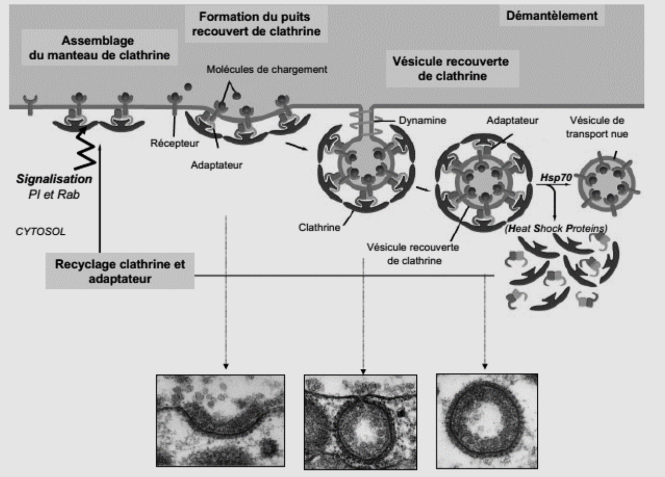 <ul><li><p>Liaison du ligand sur son récepteur</p></li><li><p>Formation de la vésicule de clathrine</p></li><li><p>Perte du manteau de clathrine</p></li><li><p>Fusion de la vésicule avec l’endosome </p></li></ul><p></p>