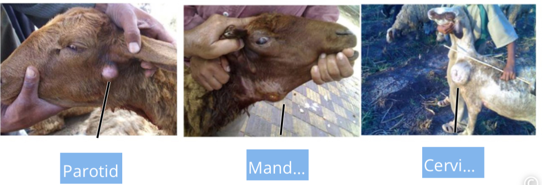 <ul><li><p>enlargement of one or more superficial lymph node (parotid, submandibular, prescapular)</p></li><li><p>Lesions may have whitish/creamy pus</p></li><li><p>Weight loss</p></li><li><p>Reduced milk production</p></li><li><p>Discomfort on palpation</p></li><li><p>Progression to visceral disease → slow, occurs in older animals; affects lungs, liver, kidneys, or mediatstinal lymph nodes</p></li></ul><p></p>