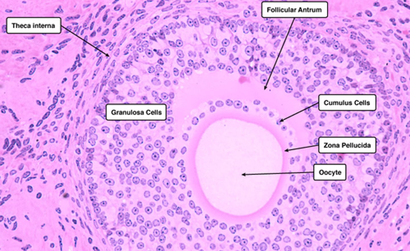 <p>surrounded by many layers, contains antrum (fluid filled space)</p>