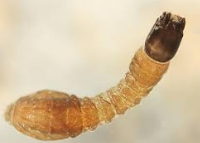 <p>what bugs family is this</p>