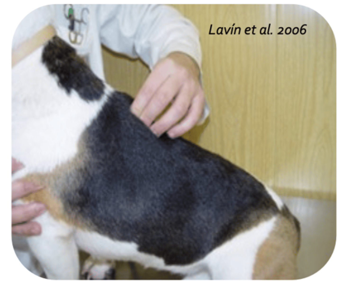 <p>what is being palpated?</p>