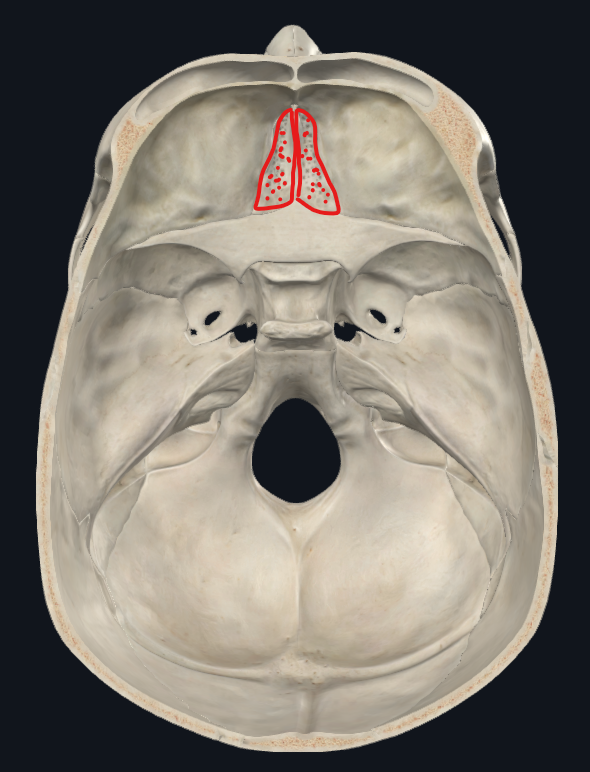 <p>O cribiforme</p><ul><li><p>Fosa craneal anterior</p></li></ul><p></p>