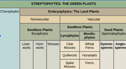 <p>gnathostome</p>