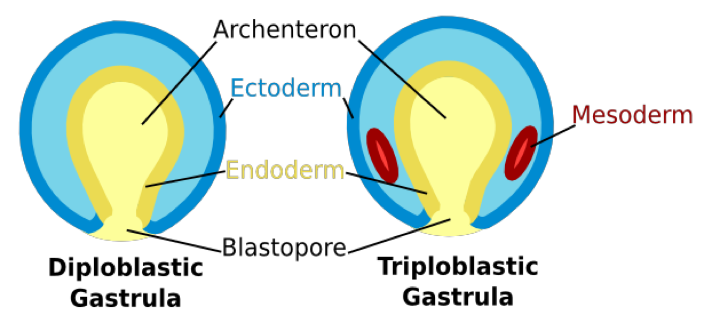 <ul><li><p>three embryonic germ layers</p><ul><li><p>ectoderm, endoderm, mesoderm </p></li></ul></li><li><p>this gives way for the creation of body cavities…</p><ul><li><p>acoelomate: cavity space filled with tissue</p></li><li><p>pseudocoelomate: cavity filled with fluid, and only partially lined with mesodermal tissue</p></li><li><p>coelomate: cavity filled with fluid, and fully lined with mesodermal tissue </p></li></ul></li></ul><p></p>