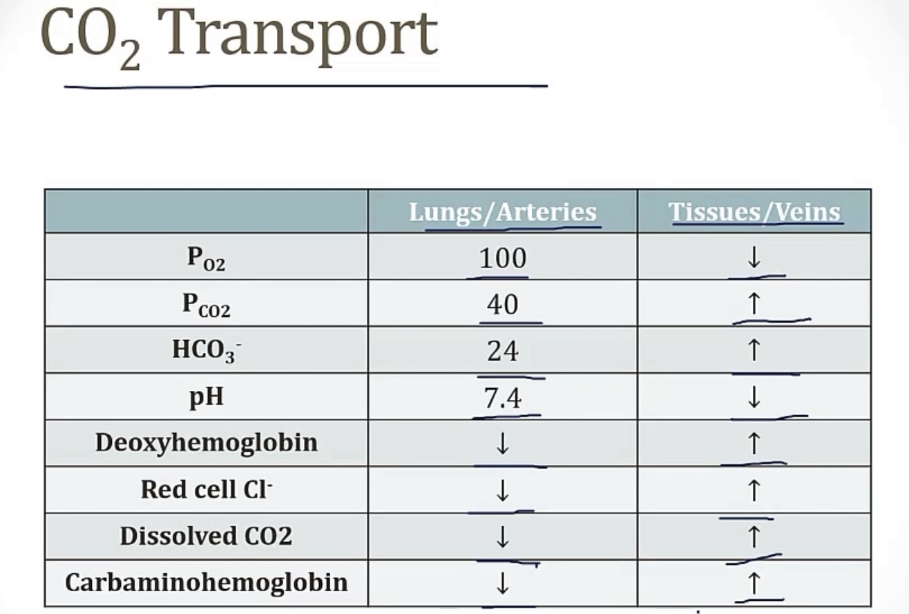 <p>-cellular metabolism</p><p>-dissolved; as bicarbonate; bound to hemoglobin</p><p>DISSOLVED…</p><p>-Henry’s law</p><p>-solubility</p><p>AS BICARBONATE…</p><p>-RBCs have carbonic anyhdrase; CO2 can passively move into RBCs, then interact with carbonic anhydrase to make bicarbonate; this bicarbonate then leaves RBCs to go to the plasma, and Cl- comes in to take its place(and maintain electrical neutrality, since they’re both negative; this is the chloride shift) this is why you’ll have lots of chloride in venous blood. Meanwhile, the bicarbonate leaves H+ behind, which could theoretically raise the pH in RBCs, but deoxyhemoglobin is present(hemoglobin that has off-loaded its oxygen to the tissues), and binds to the free H+ to buffer and keep the pH in balance.</p><p>BOUND TO HEMOGLOBIN…</p><p>-different sites</p><p>-it will lower the affinity of O2 to hemoglobin, as more CO2 bind</p><p>-Bohr effect; Haldane effect</p><p>-Bohr effect causes a right shift, where more H+ and CO2 push the curve to the right, making O2 have less affinity for hemoglobin, so O2 is offloaded onto tissues that need it. Haldane effect causes a left shift, where a lot of O2 in the area makes the hemoglobin have a higher affinity, so it keeps the O2 until it gets to tissues that need it</p>