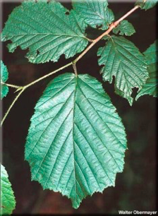 <p><span><strong>Krátký řapík, listy chlupaté</strong></span></p>