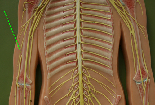 1. Movements of flexion at the shoulder, elbow and wrist
2. Supination of the forearm and hand
3. Skin: lateral surface of forearm