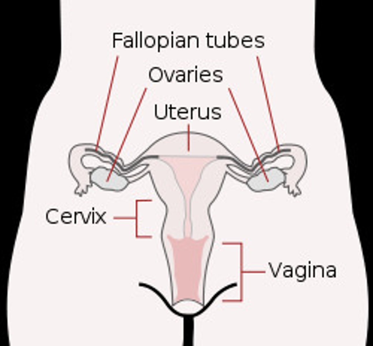 <p>consists of ovaries, uterine tubes, uterus, vagina, clitoris, vulva, mammary gland<br>--&gt; Function: produce/maintain egg cells, receive sperm cells, support development of embryo, function in birth process</p>