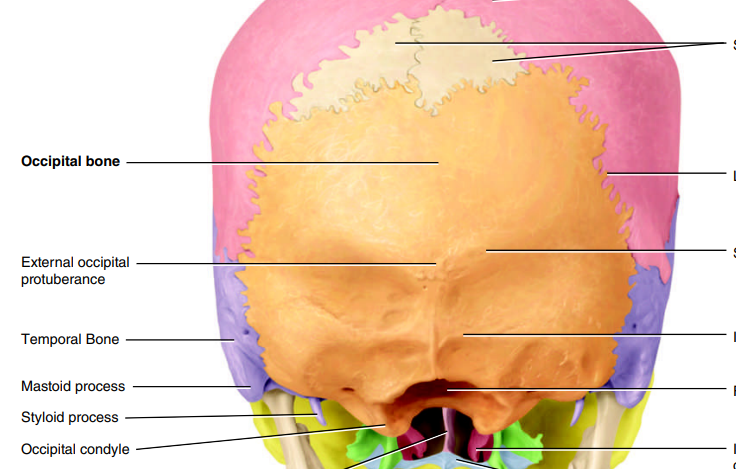 <p>markings → occipital condyle, foramen magnum</p><p>description → posterior part of cranial cavity base</p><p>function → protects cerebellum and occipital lobes</p>