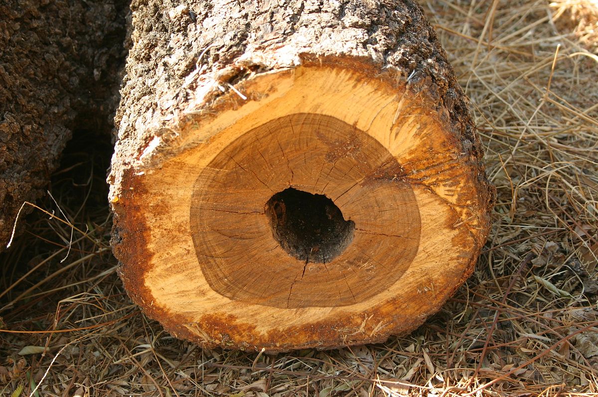 <p>Heart Rot</p>