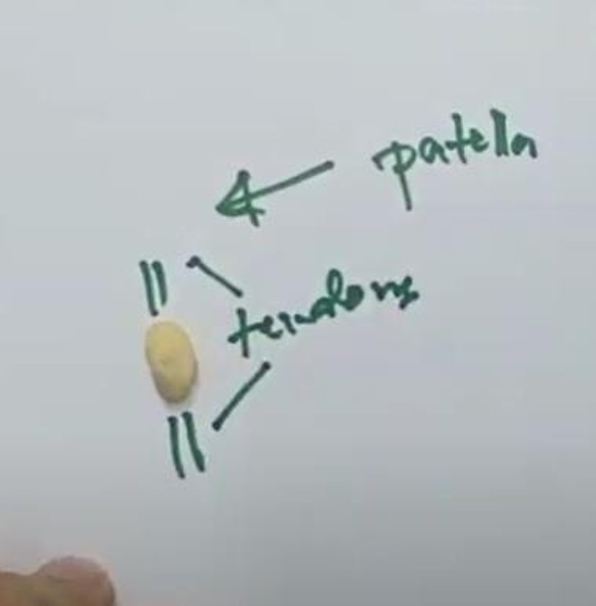 <p>kneecap in humans</p>