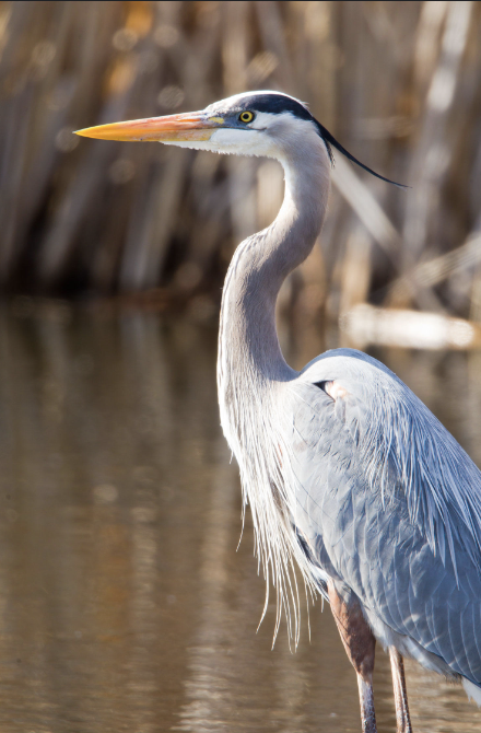 <p>Huge gray heron. large yellow-orange bill, short black plumes on head, and black and chestnut pattern on shoulder</p>