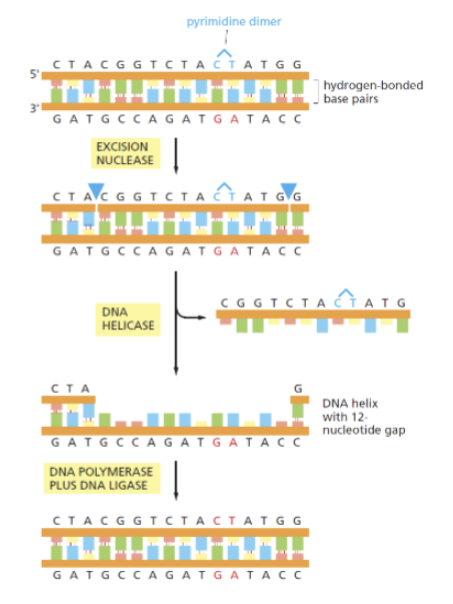 <p>repairs bulky lesions such as large adducts, crosslinked strands and pyrimidine dimers (thymine dimers are most common). Recognizes change in helix not particular type of damage. DNA is scanned constantly for distortion of helix. When found the DNA strand is nicked on both sides of the damage, helicase peels off the excised DNA, and DNA polymerase and ligase fill in the gap.</p>