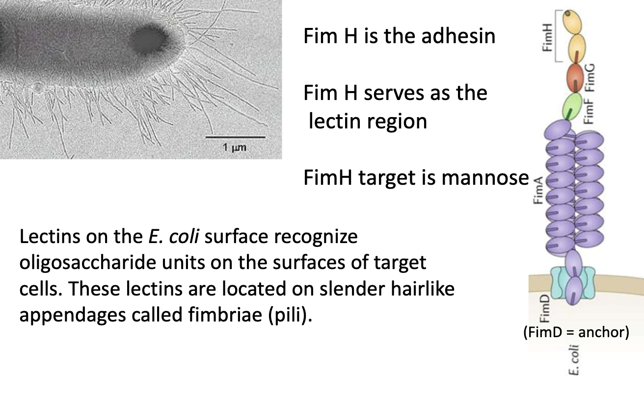 <ul><li><p>FimD = anchor </p></li><li><p>FimA = amino acids that create the length </p></li><li><p>FimF + FimG = connector domains</p></li><li><p>FimH = adhesin + lectin domain</p><ul><li><p>Located at tip of Type 1 pili (fimbriae)</p></li><li><p>Binds mannose (oligosaccharide) on host cell surface</p></li></ul></li></ul><p></p>