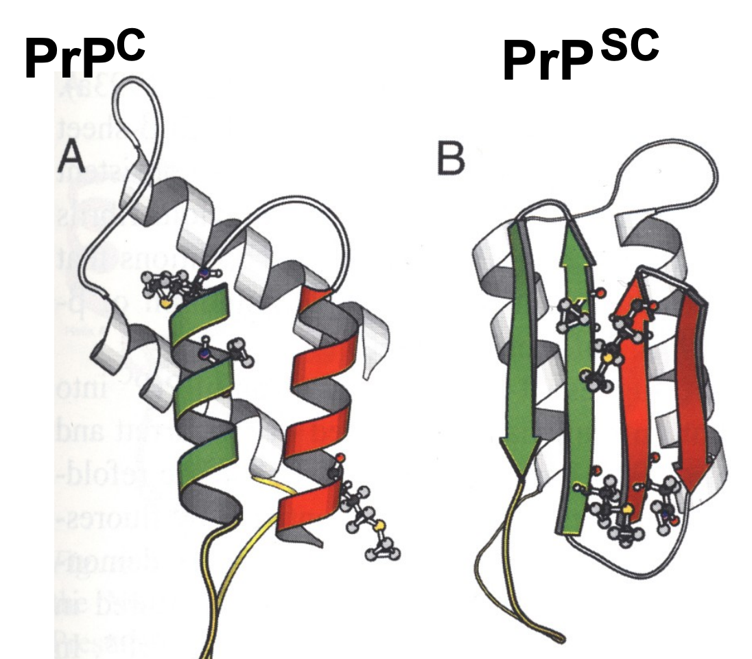 <p>PrPsc can induce PrPc to be converted into PrPsc</p><p>PrPsc conformation enciphers prion diversity </p>