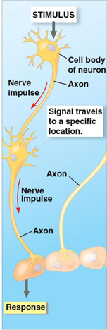 <p>transmits information along dedicated routes, connecting specific locations in the body</p><ul><li><p>network of specialized cells (neurons)</p></li><li><p>suited for directing immediate and rapid responses to the environment</p></li><li><p>transmit nerve impulses to specific target cells along communication lines of mainly axons (fast, fraction of  second)</p></li></ul><ul><li><p>1 of 2 major systems for coordinating and controlling responses to stimuli in animals</p></li></ul><p></p>