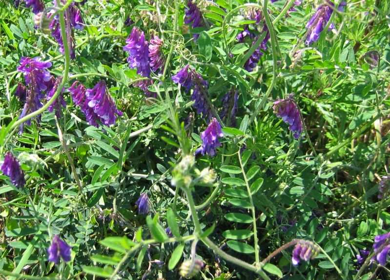 <p>Smooth vetch (Invasive)</p>