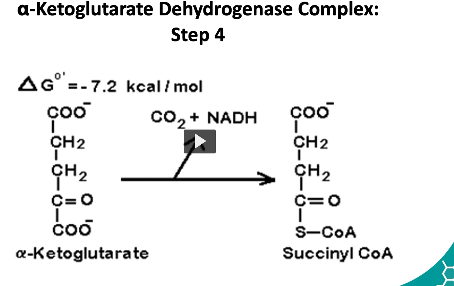 <p>the fourth step is where alpha ketolglutarate is converted to succinyl CoA by a multisymatic complex</p><p>alpha ketoglutarate, CO2, NADH, Succinyl-CoA</p><p>Here we have an oxidative decarboxylation and the addition of coenzyme A.</p><p>The delta G is -7.2 Kcal/mole.</p><p>This is a controls step as well.</p><p><u>The Reaction (Step 4 of the Krebs Cycle) </u></p><p><span>α-ketoglutarate + CoA + NAD+→Succinyl-CoA+CO2+NADH</span></p><p>Enzyme complex: <strong>α-ketoglutarate dehydrogenase complex</strong></p><p>Step-by-step puzzle </p><p><u>1. Start: α-ketoglutarate (5 carbons) </u></p><p>α-ketoglutarate is a <strong>5-carbon molecule</strong> produced in Step 3.</p><p>Etymology:</p><ul><li><p><strong>alpha (α)</strong> → ketone is on the first carbon next to the carboxyl group</p></li><li><p><strong>keto</strong> → ketone group (C=O)</p></li><li><p><strong>glutarate</strong> → a <strong>5-carbon dicarboxylic acid</strong></p></li></ul><p>So it is a <strong>5-carbon keto acid</strong>.</p><p><u>2. Oxidation occurs </u></p><p>α-ketoglutarate loses electrons.</p><p>Those electrons are transferred to <strong>NAD⁺</strong>.</p><p> <span>NAD+→NADH</span></p><p>So:</p><ul><li><p><strong>α-ketoglutarate is oxidized</strong></p></li><li><p><strong>NAD⁺ is reduced to NADH</strong></p></li></ul><p><u>3. Decarboxylation occurs </u></p><p>A <strong>carboxyl group (-COO⁻)</strong> is removed.</p><p>This releases: <span>CO2</span></p><p><u>4. Coenzyme A attaches </u></p><p>After CO₂ leaves, the remaining <strong>4-carbon succinyl group</strong> attaches to <strong>Coenzyme A (CoA-SH)</strong>.</p><p>This forms: <span>Succinyl-CoA</span></p><p>Succinyl-CoA contains a <strong>high-energy thioester bond</strong>, which will be used in the next step to produce <strong>GTP (ATP equivalent)</strong>.</p><p><u>Why the reaction releases energy </u></p><p>The ΔG is:</p><p> <span>−7.2&nbsp;kcal/mol-7.2 \text{ kcal/mol}−7.2&nbsp;kcal/mol</span> </p><p>This means the reaction releases energy because:</p><ol><li><p><strong>oxidation releases energy</strong></p></li><li><p><strong>CO₂ leaves the system</strong></p></li><li><p>formation of a <strong>high-energy thioester bond</strong></p></li></ol><p>This makes the reaction <strong>essentially irreversible</strong>.</p><p><u>Why this is a control step </u></p><p>The enzyme <strong>α-ketoglutarate dehydrogenase</strong> is regulated by the cell’s energy state.</p><p> Inhibited by </p><ul><li><p>ATP</p></li><li><p>NADH</p></li><li><p>Succinyl-CoA (product inhibition)</p></li></ul><p> Activated by </p><ul><li><p>Ca²⁺ (especially in muscle)</p></li></ul><p>So the cycle slows when the cell <strong>already has enough energy</strong>.</p>