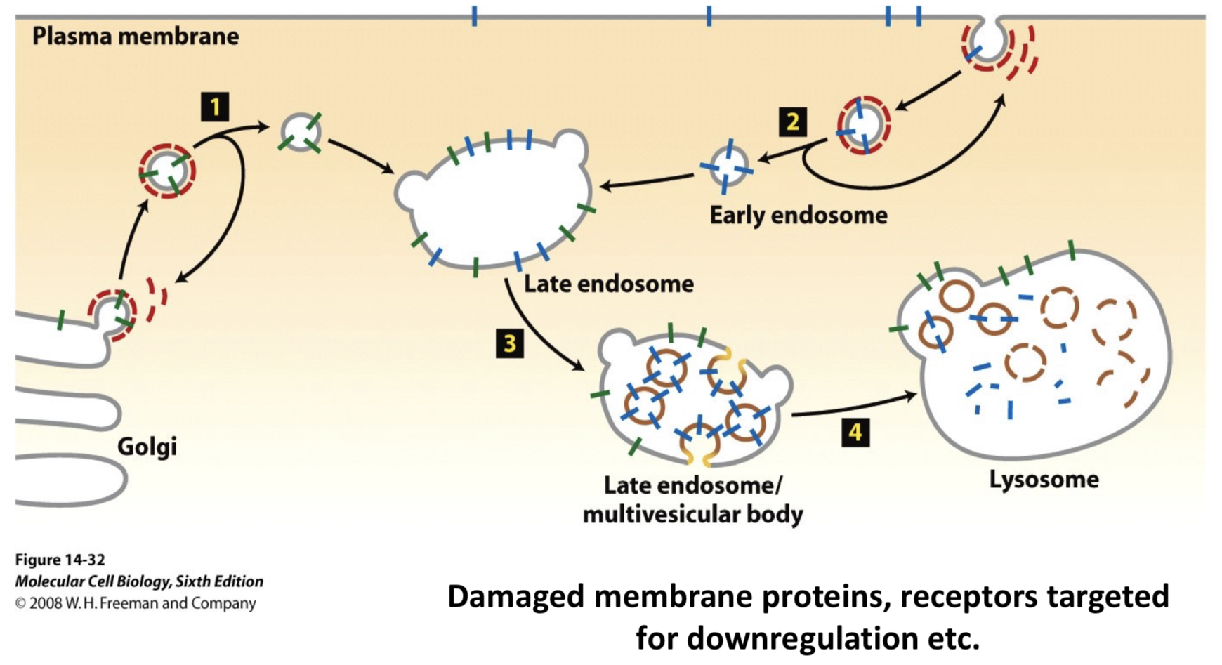 <p>marked by ubiquitination; topologically distinct, intraluminal vesicles in late endosomes</p>