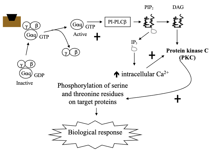 <ul><li><p>Calcium-mobilizing hormones elicit cellular responses by activating phosphatidylinositol turnover by G-protein dependent mechanisms (Gq)</p></li><li><p>Gq activates Phospholipase-Cβ</p></li><li><p>PLCβ converts phosphatidylinositol 4,5-biphosphate to two intracellular messengers: Diacylglycerol and Inositol Triphosphate (IP3)</p></li><li><p>Diacylglycerol activates protein kinase C, while IP3 releases Ca<sup>2+</sup> from non-mitochondrial intracellular stores (primarily endoplasmic reticulum) and increases cytoplasm Ca<sup>2+</sup></p></li></ul><p></p>