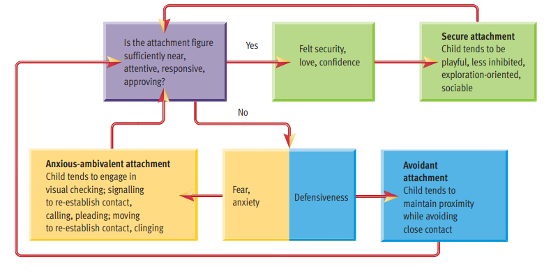 * attachment emerges out of a complex interplay between infant and mother.
* used method called the strange situation procedure
* 3-minute episodes in procedure involve events such as stranger entering room where infant is playing with parent nearby, followed by the parent leaving, returning, leaving, and returning again. 
* child’s reactions (distress, comfort) to the parent’s departures and returns are carefully monitored to gauge attachment quality
* attachments follow 3 patterns: secure attachment, anxious-ambivalent attachment, avoidant attachemnt
* added years later = disorganized-disoriented attachment