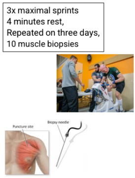 <p>We often do not appreciate that energy systems need time to restore themselves. If we repeatedly engage maximal effort it is difficult to be precise about how ATP is resynthesized.</p><p>We can assume that the aerobic contribution will increase with repeated maximal efforts while performance is likely to decline, because the anaerobic systems are depleted and fatigue has accumulated.</p><p>This experiment is a superb illustration of the changing contributions from the major energy pathways while engaging in repeated sprint performance </p>