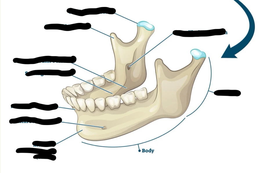 <p>mandible</p>