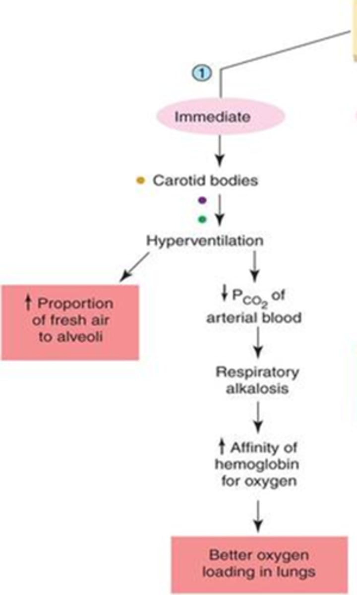 <p>1. decrease PO2 of atmosphere sensed by the <strong>carotid bodies</strong></p><p>2. hyperventilation --&gt; lowers CO2 --&gt;</p><p>3. respiratory alkalosis achieved</p><p>5. increased affinity of Hgb for O due to alkalosis --&gt;</p><p>6. <span style="text-decoration:underline">better</span> <strong><span style="text-decoration:underline">loading</span></strong> of oxygen in <strong>lungs</strong></p>