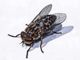 <p>Flies like these were found around the naval of a horse.</p>