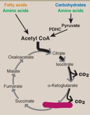 <p>Label the TCA cycle.</p>