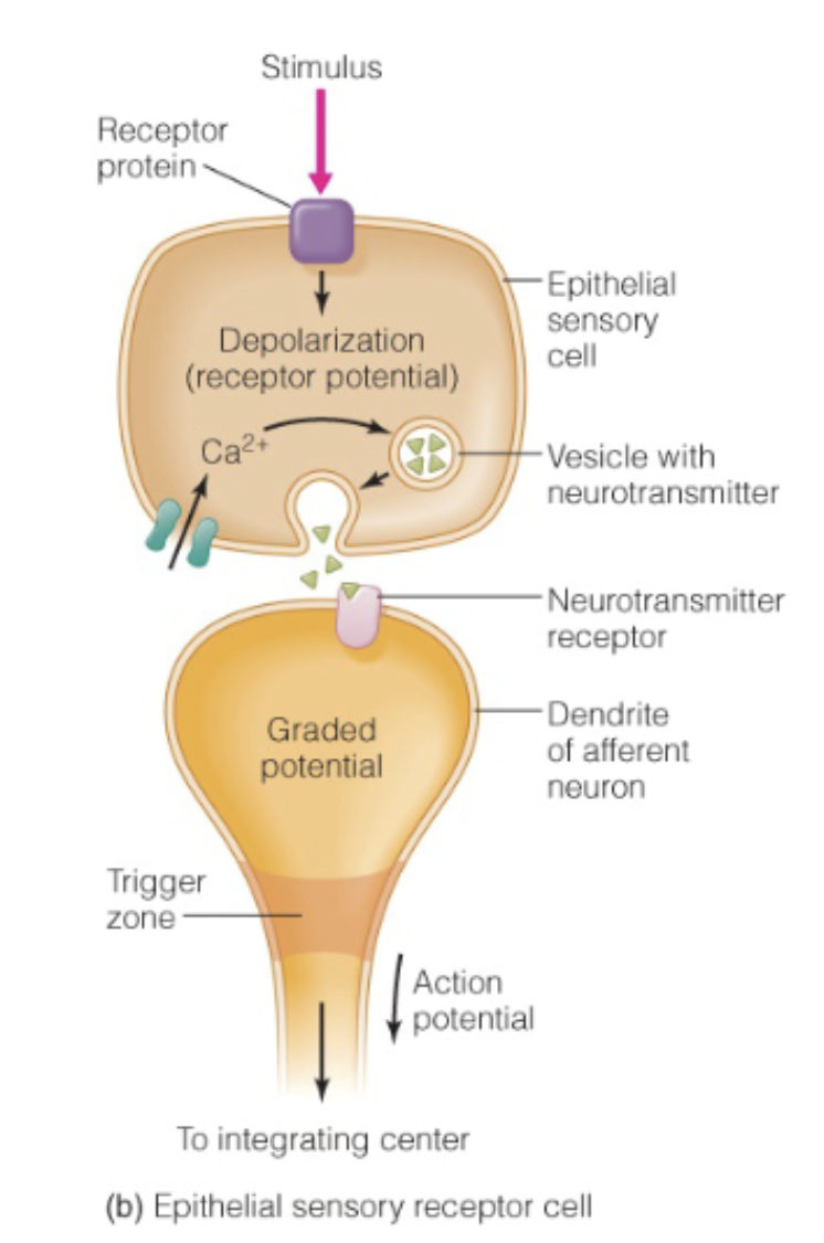 <ul><li><p>Completely separate from neuron, has a receptor on one end</p></li><li><p><span style="color: blue;"><strong>Receptor</strong></span> of cell receives a <strong>stimulus</strong></p></li><li><p>→ Stimulus causes pressure</p></li><li><p>→ Pressure opens <strong>Na+ and K+ channels</strong>, creating a <span style="color: blue;"><strong>generator potential</strong></span> in the sensory cell</p></li><li><p>→ At the synapse, <strong>Ca2+ channels</strong> open</p></li><li><p>→ Vesicle go towards synapse, fuses with PM, and releases neurotransmitters into the synapse</p></li><li><p>→ NT touch receptor on the sensor of an <span style="color: blue;"><strong>Afferent Neuron</strong></span></p></li><li><p>→ <mark data-color="red" style="background-color: red; color: inherit;">Graded potential</mark> goes towards <span style="color: blue;"><strong>integrating center</strong></span></p></li></ul><p></p>